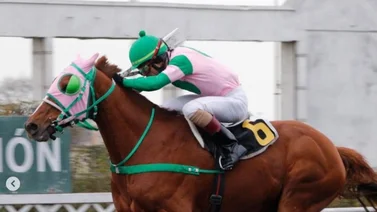 Jinete venezolano se recupera luego de una caída en hipódromo de Chile