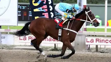 Wilmer Landaeta debuta este domingo a esta nieta de semental que ha dado tres campeones del Caribe Wilmer Landaeta debuta este domingo a esta nieta de semental que ha dado tres campeones del Caribe