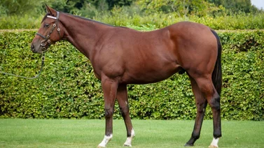 Debuta el yearling más caro del mundo vendido en el 2022