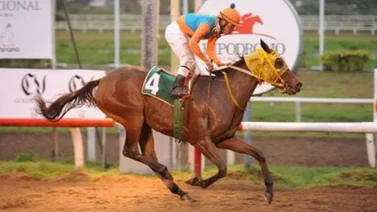 Serie Hípica 2023: Conoce esta yegua venezolana que triunfó en la Copa Dama del Caribe de Panamá