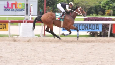 Serie Hípica 2023: Esto dice el caballerizo de la yegua Lyndacarter en Panamá (+video)