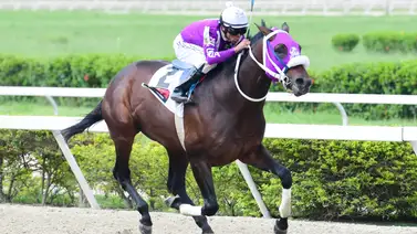 Serie Hípica 2023: Conoce lo que dice el caballerizo de Li Tre Fratelli luego de los ejercicios en Panamá (+declaraciones) Serie Hípica 2023: Conoce lo que dice el caballerizo de Li Tre Fratelli luego de los ejercicios en Panamá (+declaraciones)