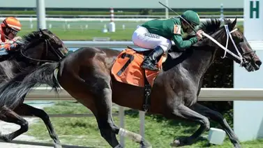¿Sabías que un ejemplar que corrió el Kentucky Derby está en un Haras venezolano como semental? Aquí te lo mencionamos ¿Sabías que un ejemplar que corrió el Kentucky Derby está en un Haras venezolano como semental? Aquí te lo mencionamos
