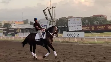 Li Tre Fratelli casi sufre un accidente en la pista del hipódromo Presidente Remón (+Video)