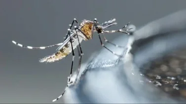 UCV ofrece tecnología médica para detectar enfermedades transmitidas por mosquitos