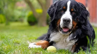 ¿Te gustaría que tu perro te acompañara por más tiempo en este mundo? Este fármaco podría ser la solución 