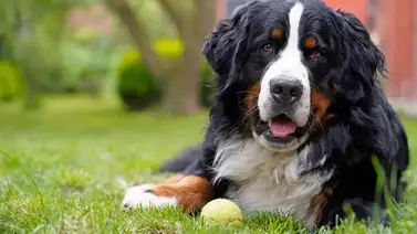 ¿Te gustaría que tu perro te acompañara por más tiempo en este mundo? Este fármaco podría ser la solución ¿Te gustaría que tu perro te acompañara por más tiempo en este mundo? Este fármaco podría ser la solución