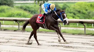 Serie Hípica 2023: Este fue el desempeño de los ejemplares de Puerto Rico en Panamá Serie Hípica 2023: Este fue el desempeño de los ejemplares de Puerto Rico en Panamá