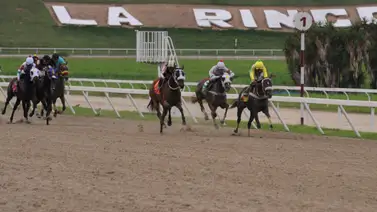 14 yeguas compiten por el Clásico Senegal de la reunión 49 en La Rinconada 14 yeguas compiten por el Clásico Senegal de la reunión 49 en La Rinconada