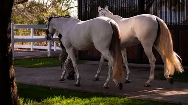 ¡Alerta en Argentina! Esta es la enfermedad que ataca a los caballos en ese país ¡Alerta en Argentina! Esta es la enfermedad que ataca a los caballos en ese país