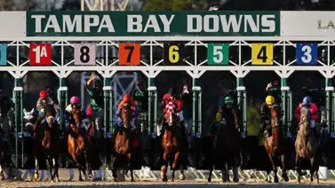 Datos de Última Hora para Tampa Bay Downs 13-12-2023 Datos de Última Hora para Tampa Bay Downs 13-12-2023