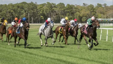 Así quedaron los resultados de las carreras de Tampa Bay Downs 13-12-2023