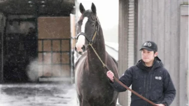 El mejor caballo del mundo llega a su nuevo hogar en Japón
