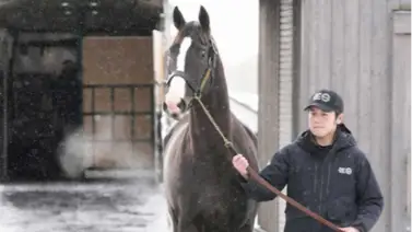 El mejor caballo del mundo llega a su nuevo hogar en Japón El mejor caballo del mundo llega a su nuevo hogar en Japón