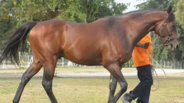 Conoce el semental que dio más victorias en La Rinconada en el 2023 Conoce el semental que dio más victorias en La Rinconada en el 2023