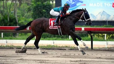Este importado ganador clásico en Puerto Rico es envíado a la cría