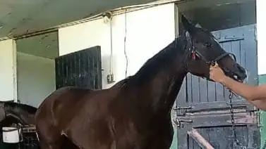 Este fue el tratamiento que le colocaron a Rose Sensations para ganar el Clásico Senegal Este fue el tratamiento que le colocaron a Rose Sensations para ganar el Clásico Senegal