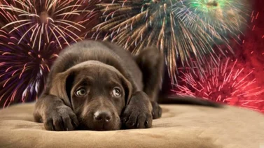 Guía: ¿Cómo proteger a las mascotas ante la explosión de fuegos artificiales? (+Video)