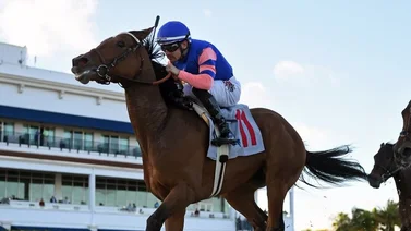Junior Alvarado piensa ganar con estos ejemplares este jueves en Gulftream Park
