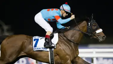 El mejor caballo del mundo servirá a esta campeona récord-horse el próximo año El mejor caballo del mundo servirá a esta campeona récord-horse el próximo año