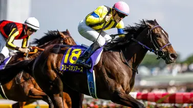 Sortean los lugares para el Arima Kinen y a este ejemplar le tocó el peor puesto de partida Sortean los lugares para el Arima Kinen y a este ejemplar le tocó el peor puesto de partida