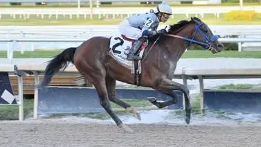 Caballo que corrió el Kentucky Derby entrenado por un venezolano ahora será semental Caballo que corrió el Kentucky Derby entrenado por un venezolano ahora será semental