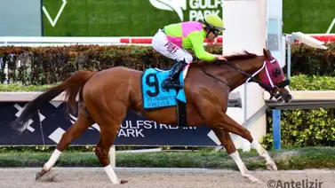 Sibelius con Junior Alvarado triunfa de manera fácil en el Mr. Prospector Stakes G3 Sibelius con Junior Alvarado triunfa de manera fácil en el Mr. Prospector Stakes G3