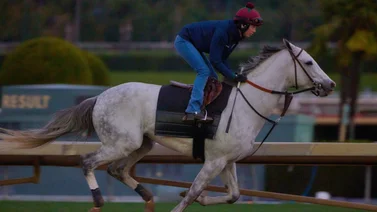 Este es el primer ejercicio de White Abarrio después de ganar la Breeders’ Cup Classic