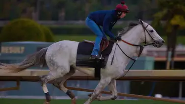 Este es el primer ejercicio de White Abarrio después de ganar la Breeders’ Cup Classic Este es el primer ejercicio de White Abarrio después de ganar la Breeders’ Cup Classic