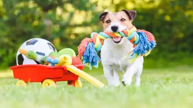 Esta actividad perruna se ha vuelto tradicional en Irlanda durante la Navidad Esta actividad perruna se ha vuelto tradicional en Irlanda durante la Navidad