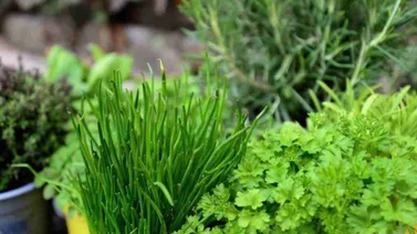 Descubre la planta considerada "mágica" por sus amplias bondades  (+Video)