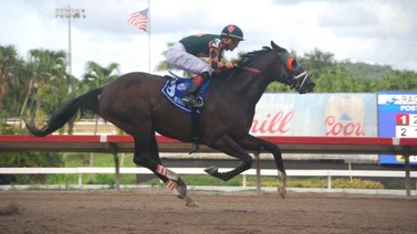 Conoce la decisión que toman con el caballo Jesus’ Team en Puerto Rico
