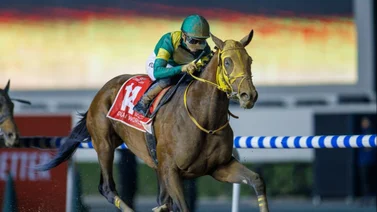 Gran caballo japonés regresa a las pistas este viernes en Stakes Grado 1