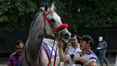 Campeón del Caribe es retirado de las pistas Campeón del Caribe es retirado de las pistas