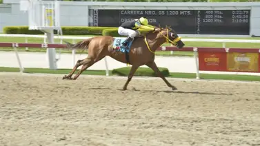 Mira lo que generaron los ejemplares venezolanos en la Serie Hípica del Caribe 2023 Mira lo que generaron los ejemplares venezolanos en la Serie Hípica del Caribe 2023