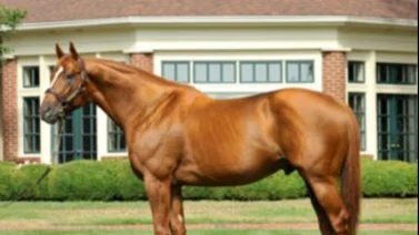 Este es el semental cuyos hijos ganaron mas Stakes Grado 1 en Estados Unidos