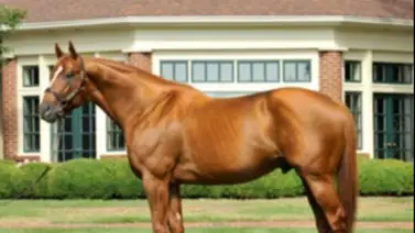 Este es el semental cuyos hijos ganaron mas Stakes Grado 1 en Estados Unidos Este es el semental cuyos hijos ganaron mas Stakes Grado 1 en Estados Unidos