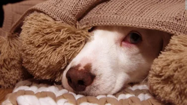 ¿Tienes mascotas en casa? Estos tips ayudarán a no entrar en pánico por los fuegos artificiales