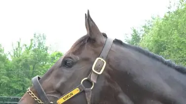 Potranca de semental venezolano gana carrera en este hipódromo de Estados Unidos Potranca de semental venezolano gana carrera en este hipódromo de Estados Unidos