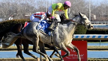 Jockey puertorriqueño consigue el Alex M. Robb Stakes del viernes en Aqueduct