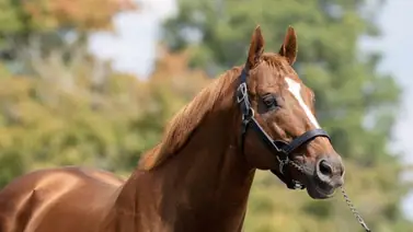 Hijo de Curlin se queda con el último Stakes del año en Aqueduct Hijo de Curlin se queda con el último Stakes del año en Aqueduct