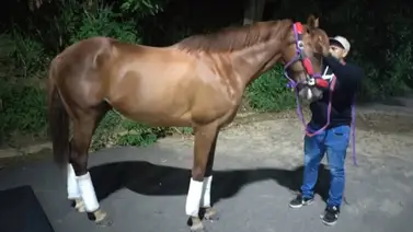 Hijo de Gun Runner ya está en La Rinconada para correr en el 2025 Hijo de Gun Runner ya está en La Rinconada para correr en el 2025
