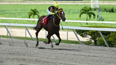 Bella Catira por la revancha ante Compadre Peche en la Copa Velocidad del Caribe GI