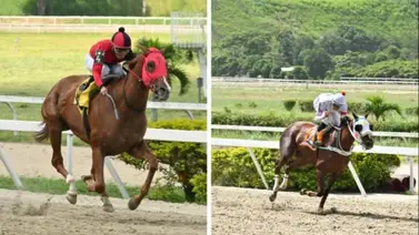 Piccina Mia vs Fidanzata será el duelo de tresañeras en la Copa “Dama del Caribe” en La Rinconada Piccina Mia vs Fidanzata será el duelo de tresañeras en la Copa “Dama del Caribe” en La Rinconada