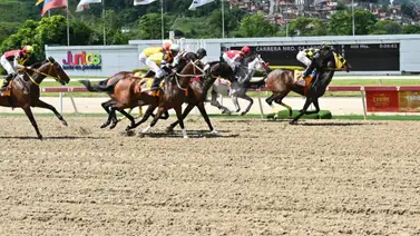 Nieta del mejor semental del Mundo debuta el domingo en La Rinconada Nieta del mejor semental del Mundo debuta el domingo en La Rinconada