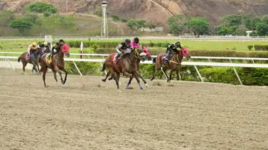 Yegua que en su última era la gran favorita retorna a la arena de Coche luego de 49 días sin correr Yegua que en su última era la gran favorita retorna a la arena de Coche luego de 49 días sin correr