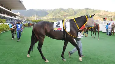 Con el ajuste del aparato de esta potra puede sorprender en la última reunión del año en La Rinconada Con el ajuste del aparato de esta potra puede sorprender en la última reunión del año en La Rinconada
