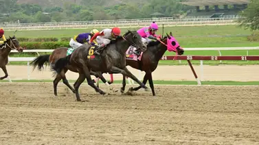 Con el ajuste excelente de esta yegua se convertiría en la gran sorpresa de la Copa Confraternidad del Caribe Con el ajuste excelente de esta yegua se convertiría en la gran sorpresa de la Copa Confraternidad del Caribe