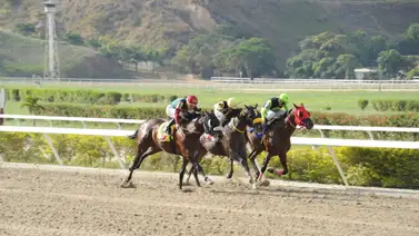 Así ajustó este ejemplar que de ganar se aseguran las hallacas de diciembre Así ajustó este ejemplar que de ganar se aseguran las hallacas de diciembre