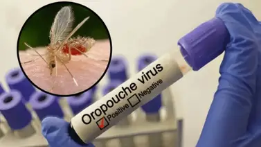 OMS levanta alerta de riesgo en países de América por el brote de Oropouche OMS levanta alerta de riesgo en países de América por el brote de Oropouche